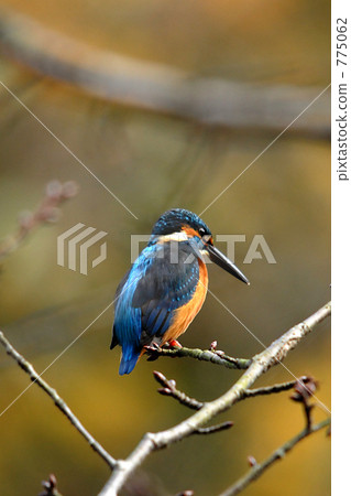 blue bird blue bird 775062