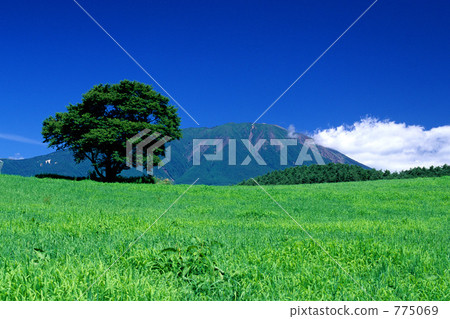 One cherry tree of Koiwai farm 775069