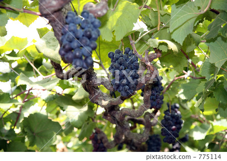 葡萄 葡萄架 葡萄棚架 775114