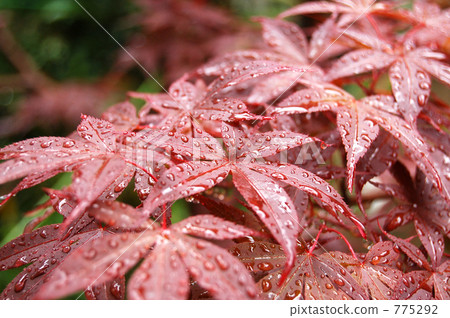 秋葉濕雨 775292