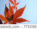 楓 775298