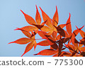 楓 775300