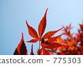 楓 775303