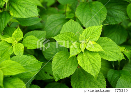 Koshi新綠 Koshi新綠 775359