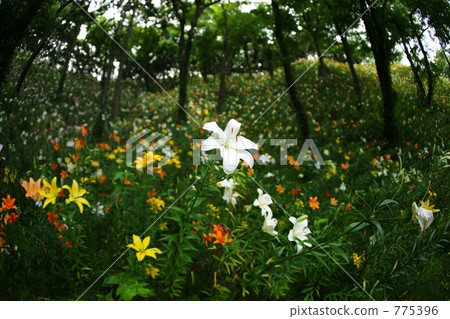 Sleeping lily of the garden (fisheye) 775396