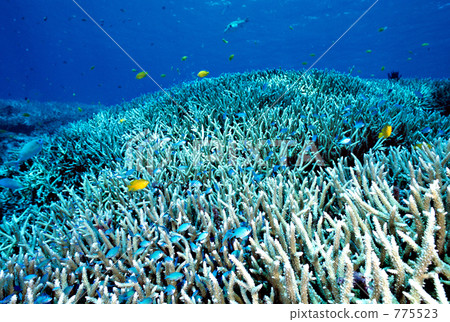 blue green damselfish, blue-green chromis, saltwater fish 775523