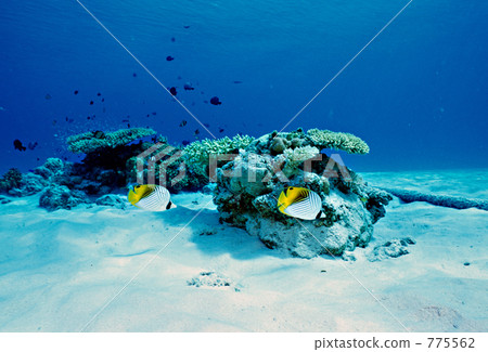 threadfin butterflyfish, tropical fish, coral 775562