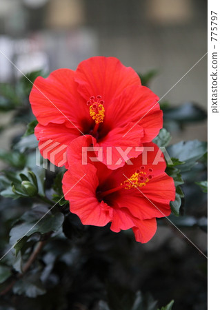 芙蓉花 芙蓉花 775797