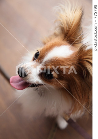 毛孩 狗 狗狗 775798