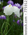 Rainless irises 775912