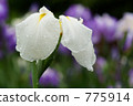 Rainless irises 775914