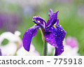 Rainless irises 775918