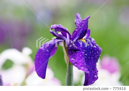 無雨的虹膜 無雨的虹膜 775918