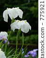 Rainless irises 775921