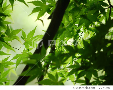 Momiji Sawayaka Momiji Sawayaka 776060