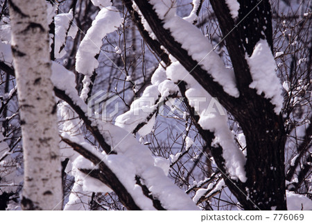 下雪的樹木 下雪的樹木 776069
