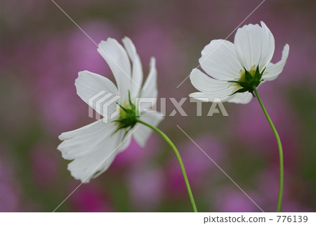 flower fortune telling, cosmos, cosmos field 776139