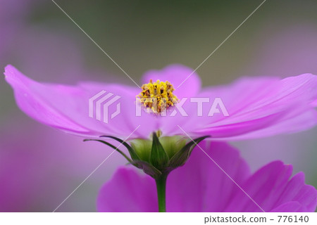 bloom, blossom, blossoms 776140