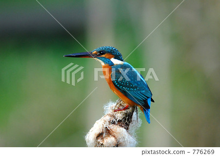 Blue bird kingfisher Blue bird kingfisher 776269