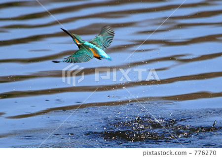Blue bird kingfisher Blue bird kingfisher 776270