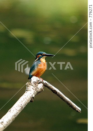 Blue bird kingfisher Blue bird kingfisher 776271