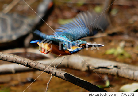 Blue bird kingfisher Blue bird kingfisher 776272