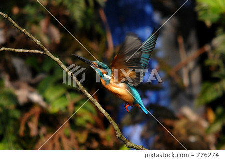 Blue bird kingfisher Blue bird kingfisher 776274