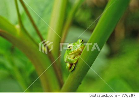 Chan faced frog Chan faced frog 776297