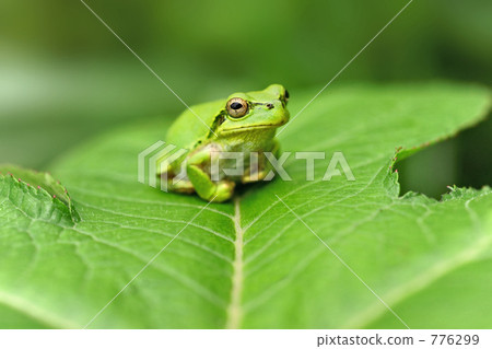 Japanese black frog 776299