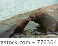 密封 動物園 水族館 776304