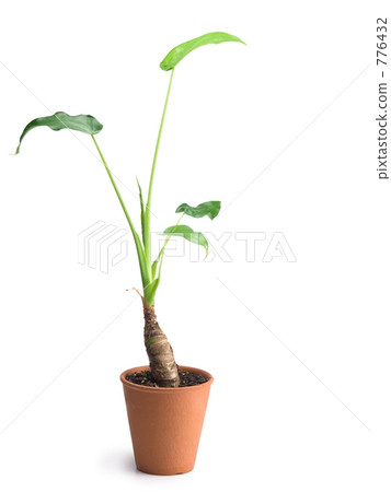 Potted plants of quadrigo white back 776432