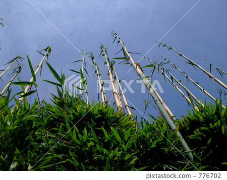 Stretching bamboo 776702