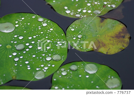 pond, lagoon, lotus 776737