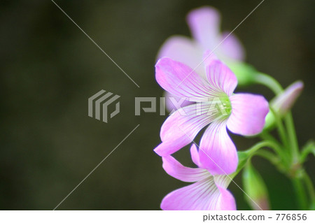 Dignified, flowers blooming in the field Dignified, flowers blooming in the field 776856