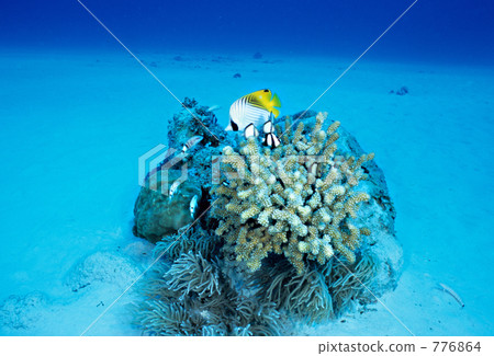 threadfin butterflyfish, coral, haterumajima island 776864