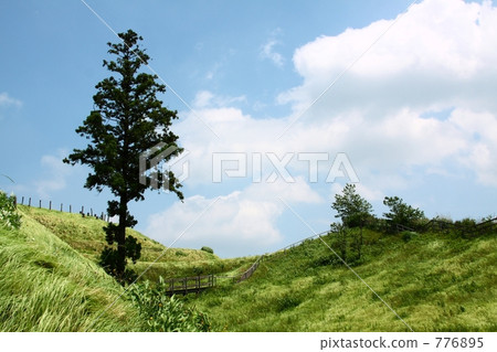 Trees and blue sky Trees and blue sky 776895