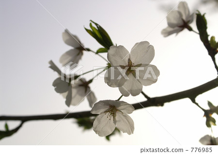 Cherry blossoms of Higuri's backlight 776985