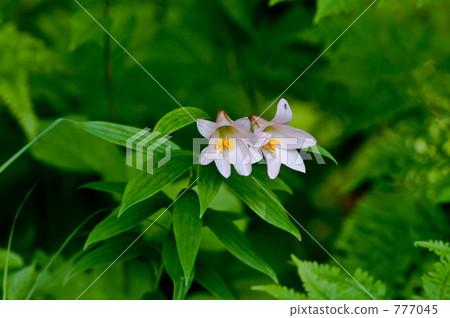 星百合 姬百合 乙女百合 777045