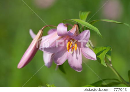 星百合 姬百合 南會津町 777048