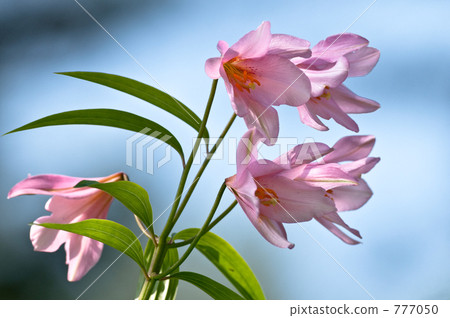 星百合 姬百合 乙女百合 777050