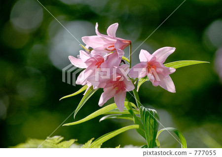 星百合 姬百合 南会津町 777055