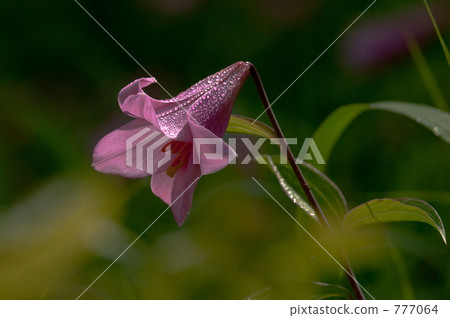 乙女百合 星百合 姬百合 777064