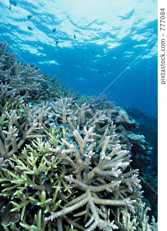 in the sea, undersea, coral 777084