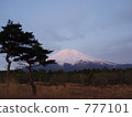 Fuji and pine 777101