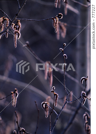 現在發芽 現在發芽 777227