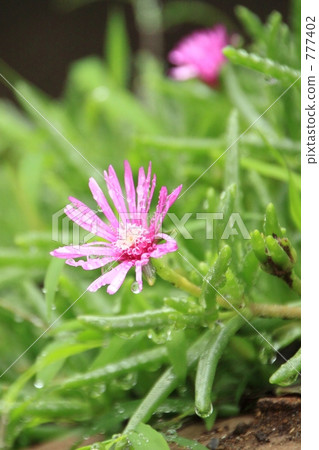 trailing ice plant, fig marigold, bloom 777402