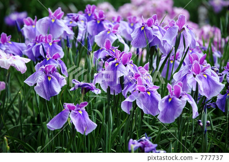 Iris Gobo Shobu Swamp Park(東京·北綾瀨) Iris Gobo Shobu Swamp Park(東京·北綾瀨) 777737