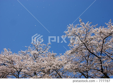 櫻花 777787