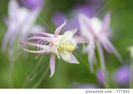 Columbine aquilegia Columbine aquilegia 777891