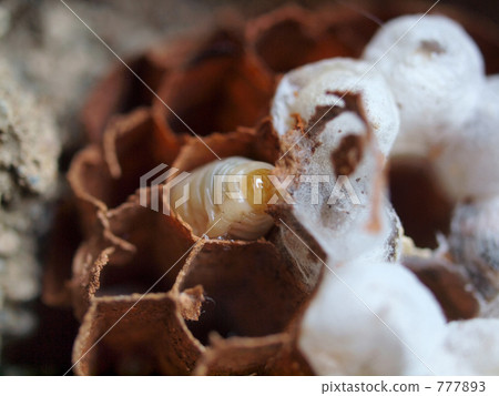 Hachinoko Hachinoko 777893